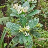 Chassalia gaertneroides Bois de lousteau Rubiaceae Endémique La Réunion 57.jpeg