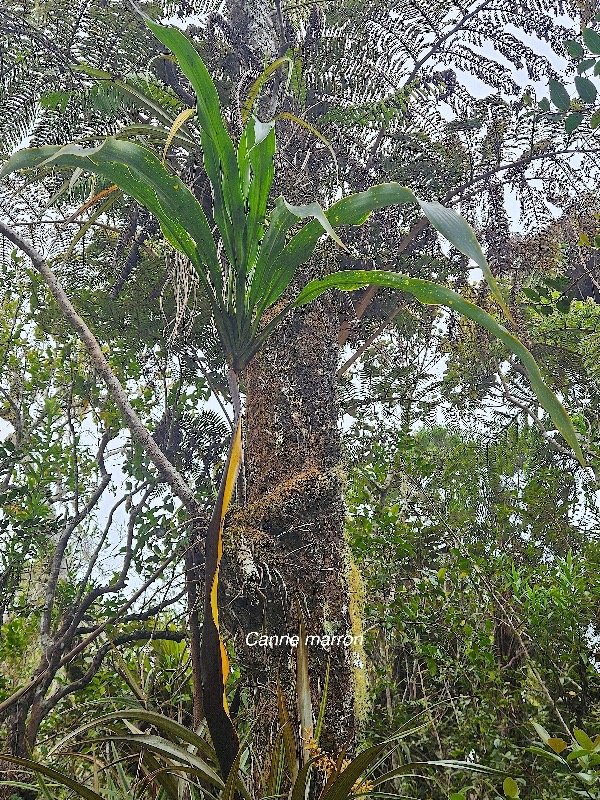 Cordyline mauritiana Canne marron Asparagaceae Endémique La Réunion, Maurice 19.jpeg