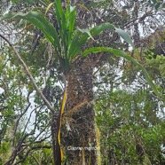 Cordyline mauritiana Canne marron Asparagaceae Endémique La Réunion, Maurice 19.jpeg