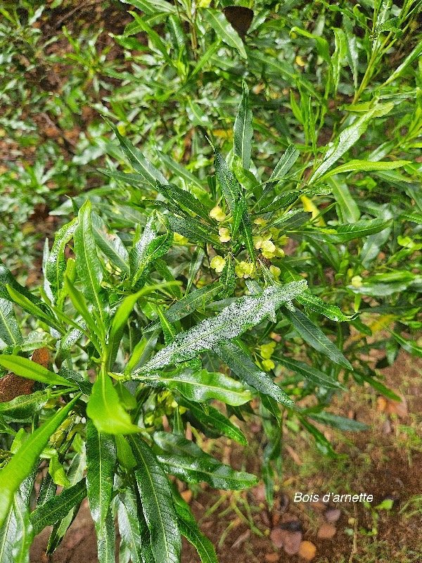 Dodonaea viscosa  Bois d'arnette Sapindaceae Indigène La Réunion 19.jpeg