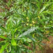Dodonaea viscosa  Bois d'arnette Sapindaceae Indigène La Réunion 19.jpeg
