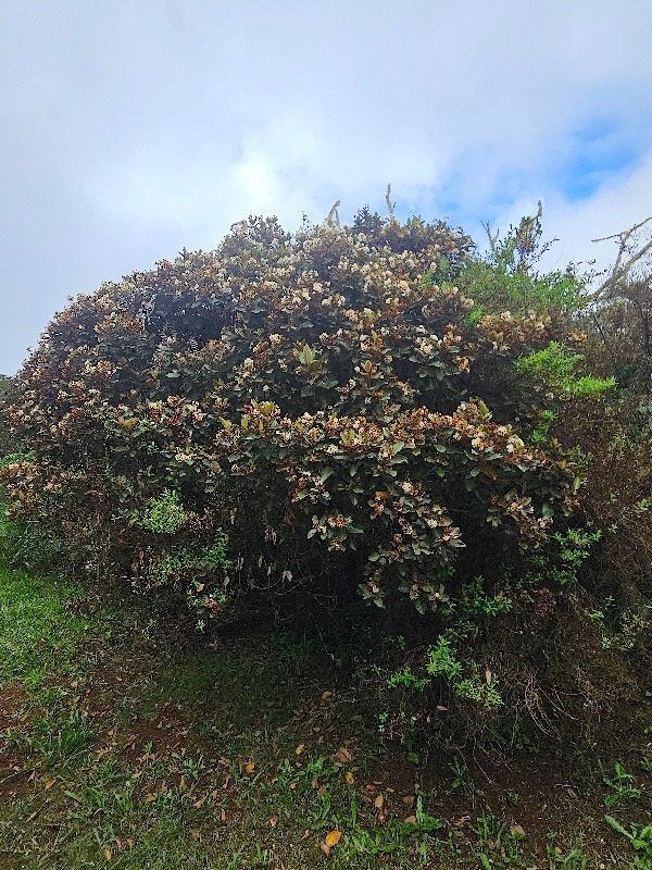 Dombeya ficulnea Mahot Malvaceae Endémique La Réunion 03.jpeg
