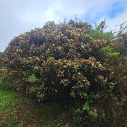 Dombeya ficulnea Mahot Malvaceae Endémique La Réunion 03.jpeg