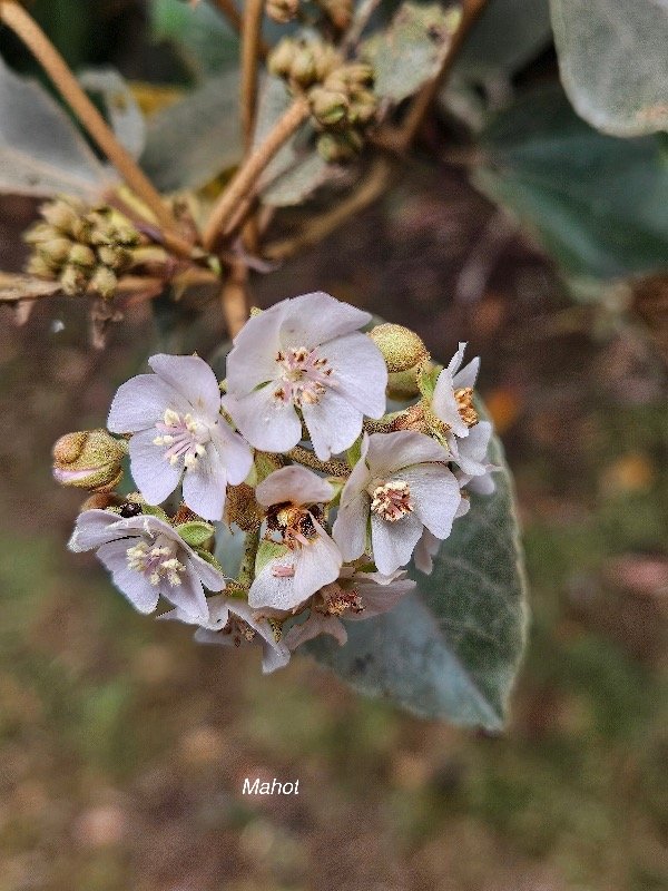 Dombeya ficulnea Mahot Malvaceae Endémique La Réunion 5.jpeg
