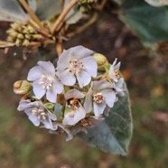 Dombeya ficulnea Mahot Malvaceae Endémique La Réunion 5.jpeg
