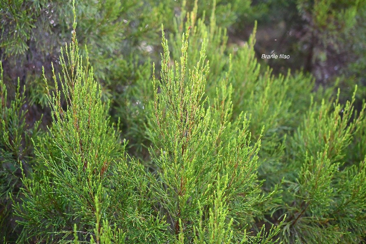 Erica arborescens Branle filao Ericaceae Endémique La Réunion 3831.jpeg