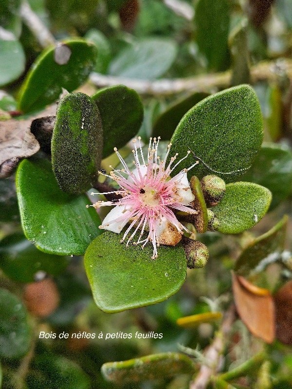 Eugenia buxifolia Bois de nèfles à petites feuilles Myrtaceae Endémique La Réunion 1.jpeg