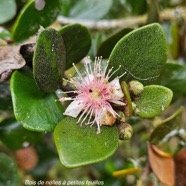 Eugenia buxifolia Bois de nèfles à petites feuilles Myrtaceae Endémique La Réunion 1.jpeg
