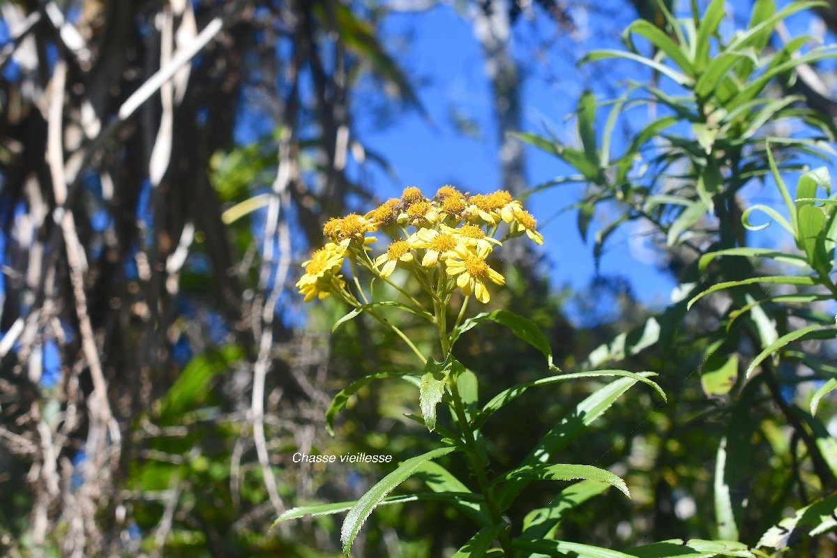 Faujasia salicifolia Chasse vieillesse Asteraceae Endémique La Réunion 3824.jpeg