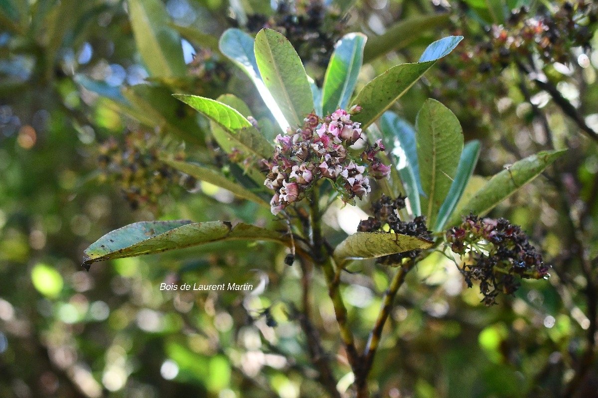 Forgesia racemosa Bois de Laurent Martin Escalloniaceae Endémique La Réunion 3832.jpeg