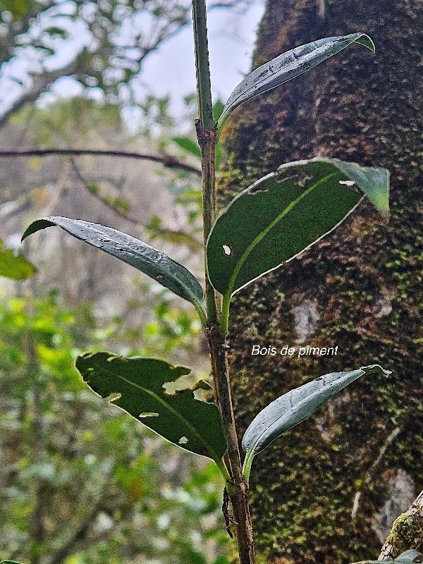 Geniostoma angustifolium Bois de piment  Loganiaceae Endémique La Réunion,  Maurice 44.jpeg