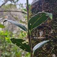 Geniostoma angustifolium Bois de piment  Loganiaceae Endémique La Réunion,  Maurice 44.jpeg