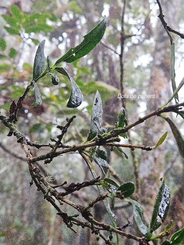 Geniostoma angustifolium Bois de piment Loganiaceae Endémique La Réunion, Maurice 23.jpeg
