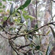Geniostoma angustifolium Bois de piment Loganiaceae Endémique La Réunion, Maurice 23.jpeg