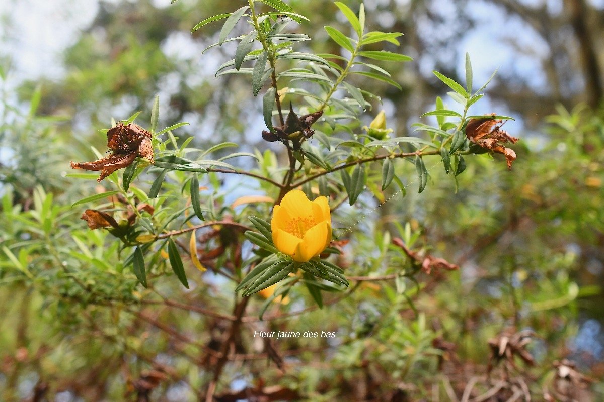 Hypericum lanceolatum lanceolatum Fleur jaune des bas Hypericaceae Indigène La Réunion 3854.jpeg