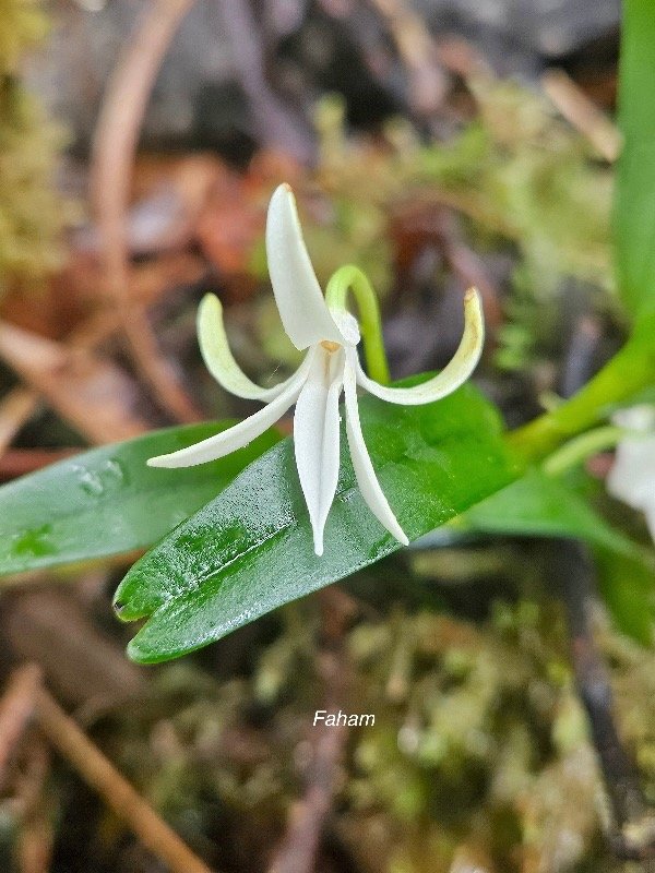 Jumellea rosii Faham Endémique La Réunion, Maurice 16.jpeg