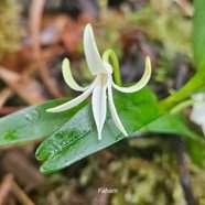 Jumellea rosii Faham Endémique La Réunion, Maurice 16.jpeg