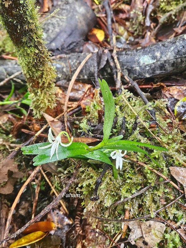 Jumellea rossii Faham Orchidaceae Endémique La Réunion, Maurice 24.jpeg