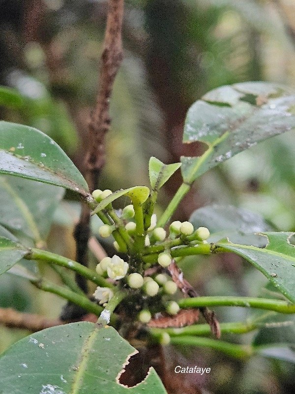 Melicope borbonica Catafaye Rutaceae Endémique La Réunion 11.jpeg