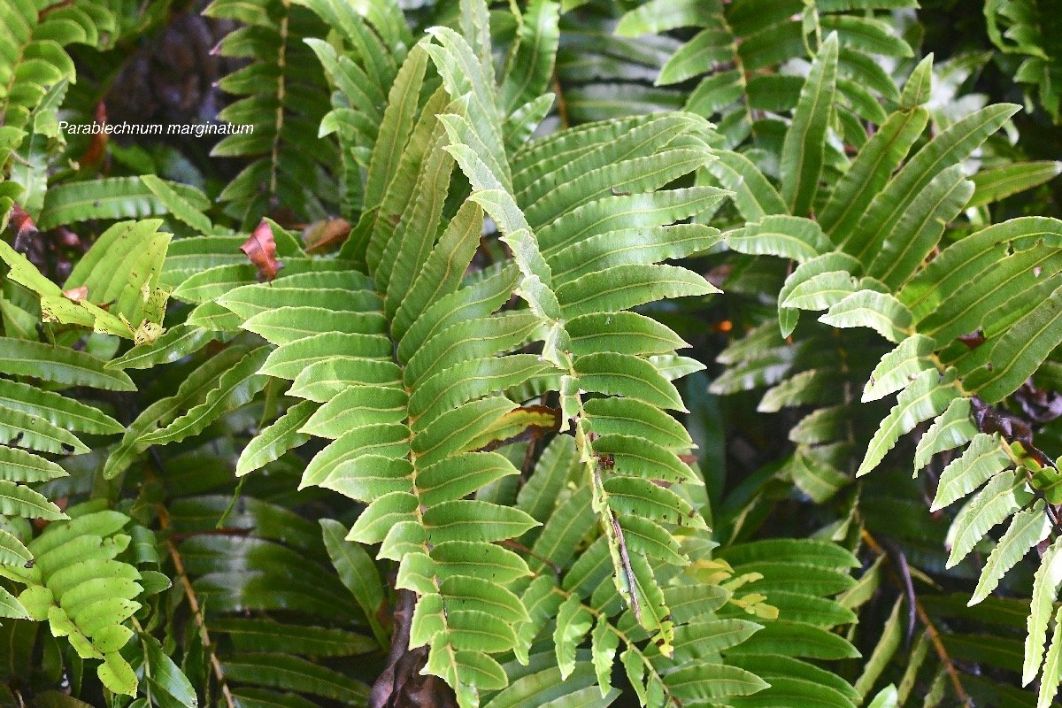 Parablechnum marginatum Blechnaceae Indigène La Réunion 3835.jpeg