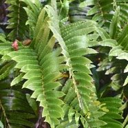 Parablechnum marginatum Blechnaceae Indigène La Réunion 3835.jpeg