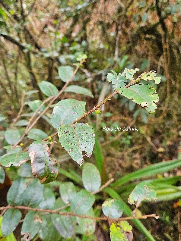 Phyllanthus phillyreifolius Bois de cafrine Phyllanthaceae Endémique La Réunion, Maurice 29.jpeg