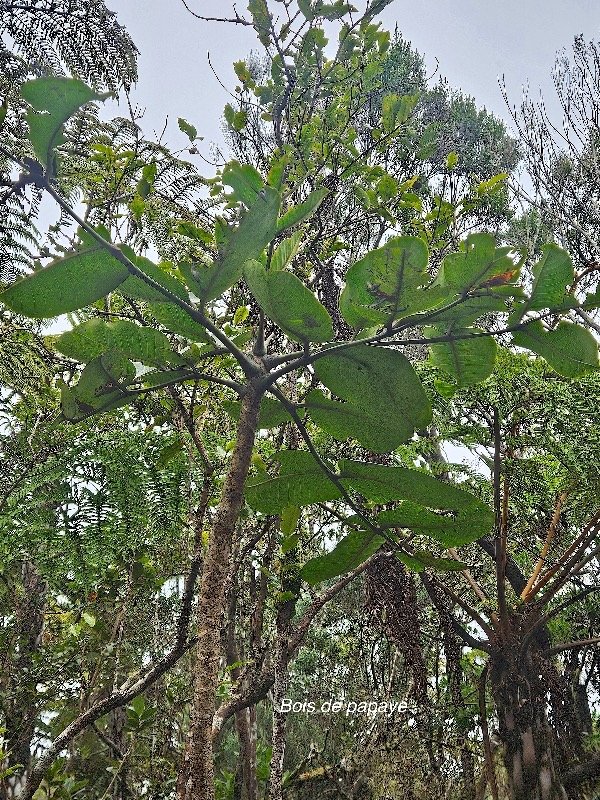 Polyscias repanda Bois de papaye Araliaceae Endémique La Réunion 27.jpeg