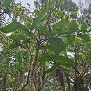 Polyscias repanda Bois de papaye Araliaceae Endémique La Réunion 27.jpeg