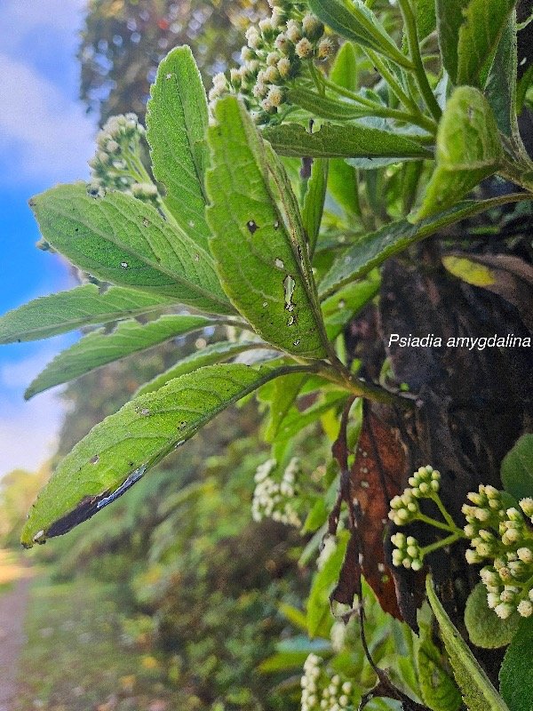 Psiadia amygdalina Asteraceae Endémique La Réunion 3.jpeg