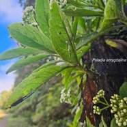 Psiadia amygdalina Asteraceae Endémique La Réunion 3.jpeg