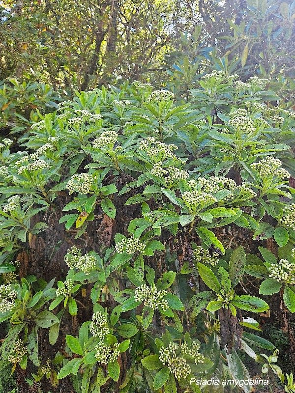 Psiadia amygdalina Asteraceae Endémique La Réunion 7.jpeg