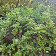 Psiadia amygdalina Asteraceae Endémique La Réunion 7.jpeg