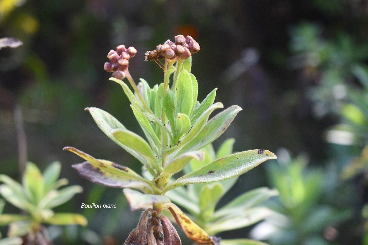 Psiadia anchusifolia Bouillon blanc Asteraceae Endémique La Réunion 3834.jpeg