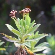 Psiadia anchusifolia Bouillon blanc Asteraceae Endémique La Réunion 3834.jpeg