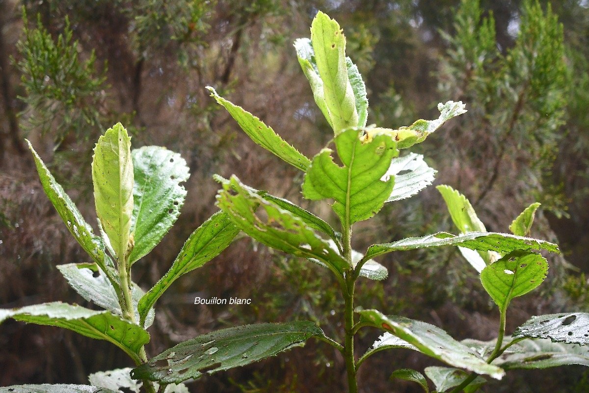 Psiadia boivinii Bouillon blanc Asteraceae Endémique La Réunion 3859.jpeg