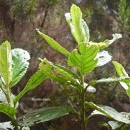 Psiadia boivinii Bouillon blanc Asteraceae Endémique La Réunion 3859.jpeg