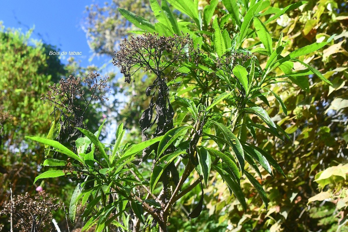 Psiadia laurifolia Bois de tabac Asteraceae Endémique La Réunion 3838-1.jpeg