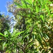 Psiadia laurifolia Bois de tabac Asteraceae Endémique La Réunion 3838-1.jpeg
