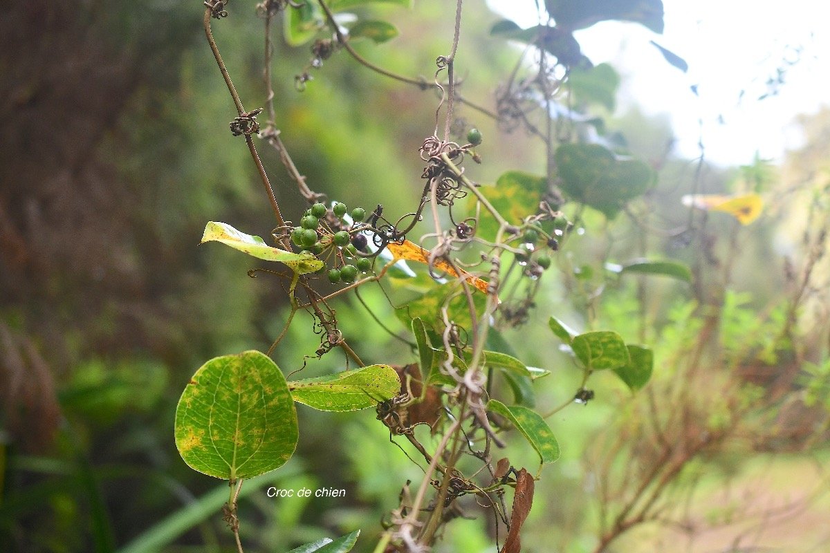 Smilax anceps Croc de chien Smilacaceae Indigène La Réunion 3846.jpeg