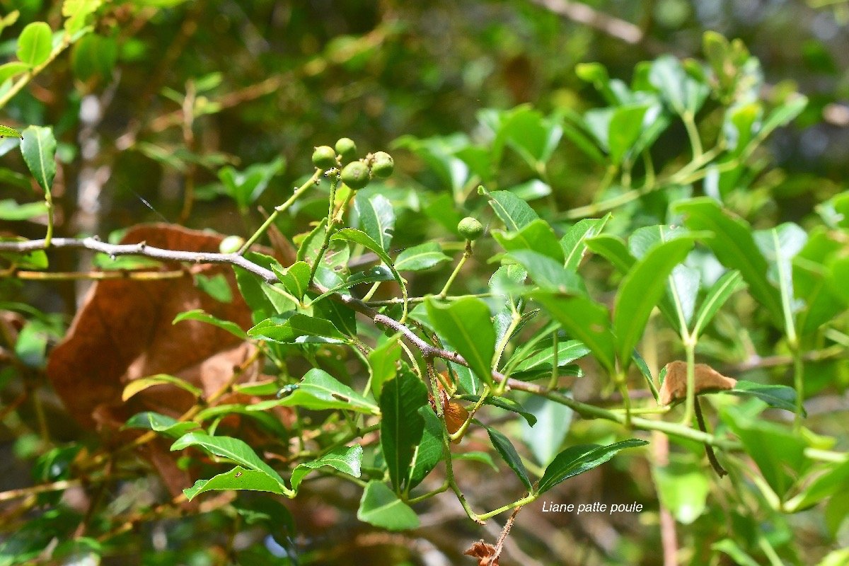 Toddalia asiatica Liane patte poule Rutaceae Indigène La Réunion 3841.jpeg