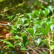 Toddalia asiatica Liane patte poule Rutaceae Indigène La Réunion 3841.jpeg