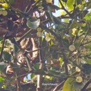 Viscum triflorum Sourichaude Santalaceae Indigène La Réunion 4.jpeg
