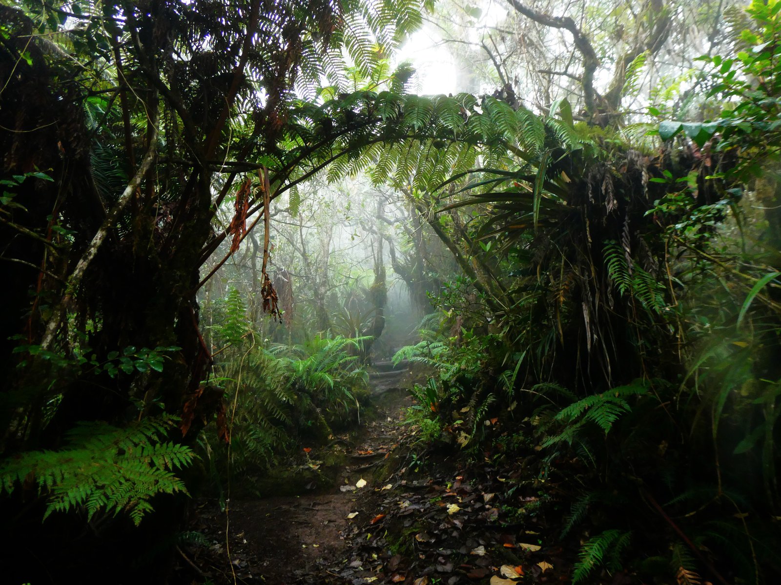 forêt.JPG