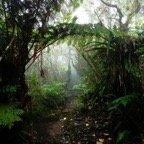 forêt.JPG