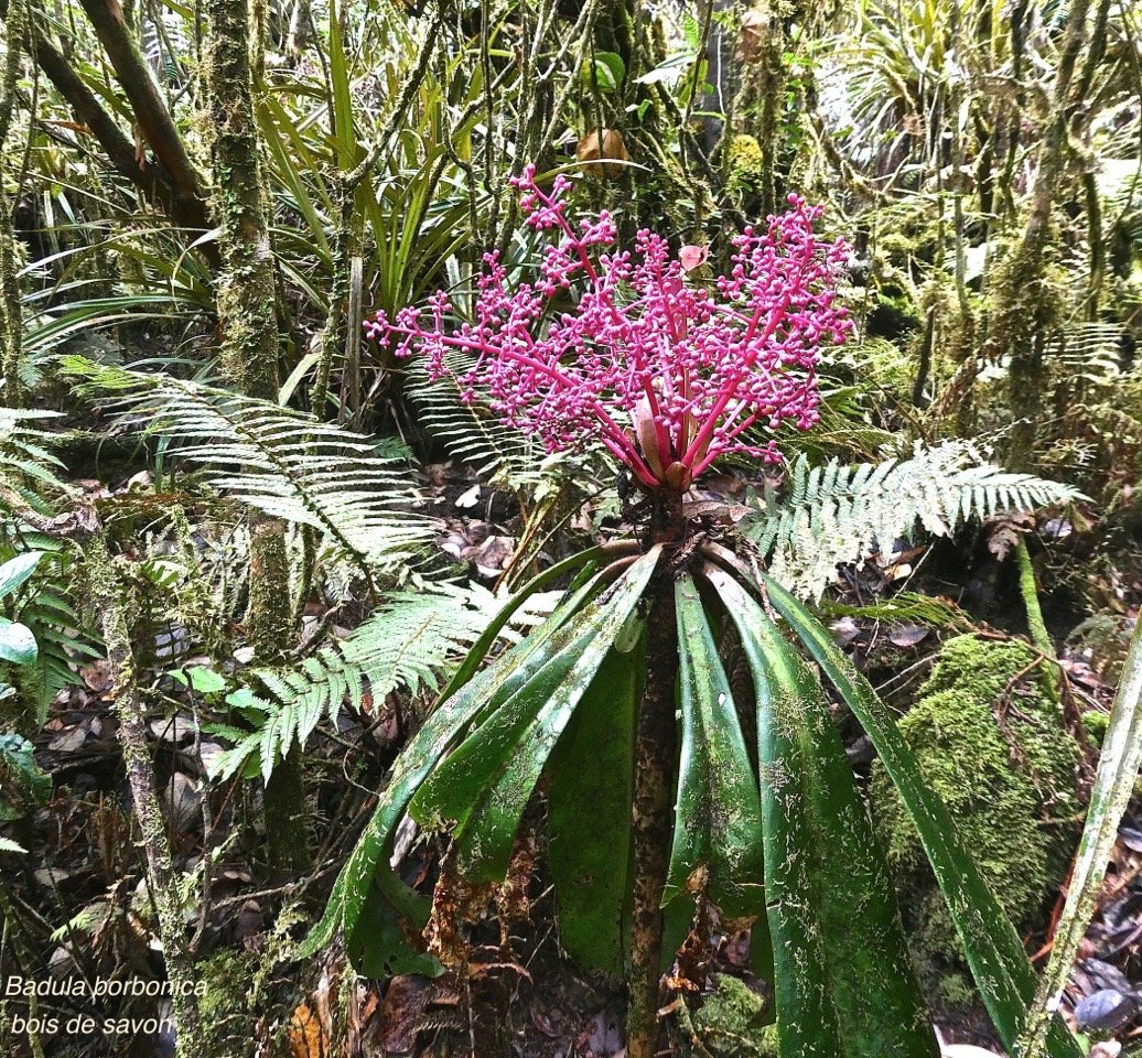 Badula borbonica.bois de savon.primulaceae.endémique Réunion.P1007186 2