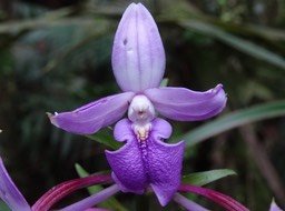 Calanthe sylvatica - EPIDENDROIDEAE - Indigène Réunion - DSC03493