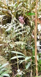 Calanthe sylvatica - EPIDENDROIDEAE - Indigène Réunion - MB2_1048b