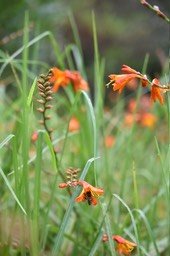 Crocosmia X crocosmiiflora - Montbretia - IRIDACEAE - EE - MB2_0945