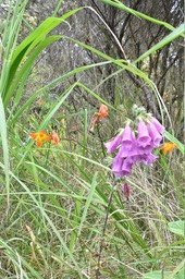 Digitalis purpurea - Digitale - PLANTAGINACEAE - EE ; Crocosmia X crocosmiiflora - Montbretia - IRIDACEAE - EE - MB2_1008