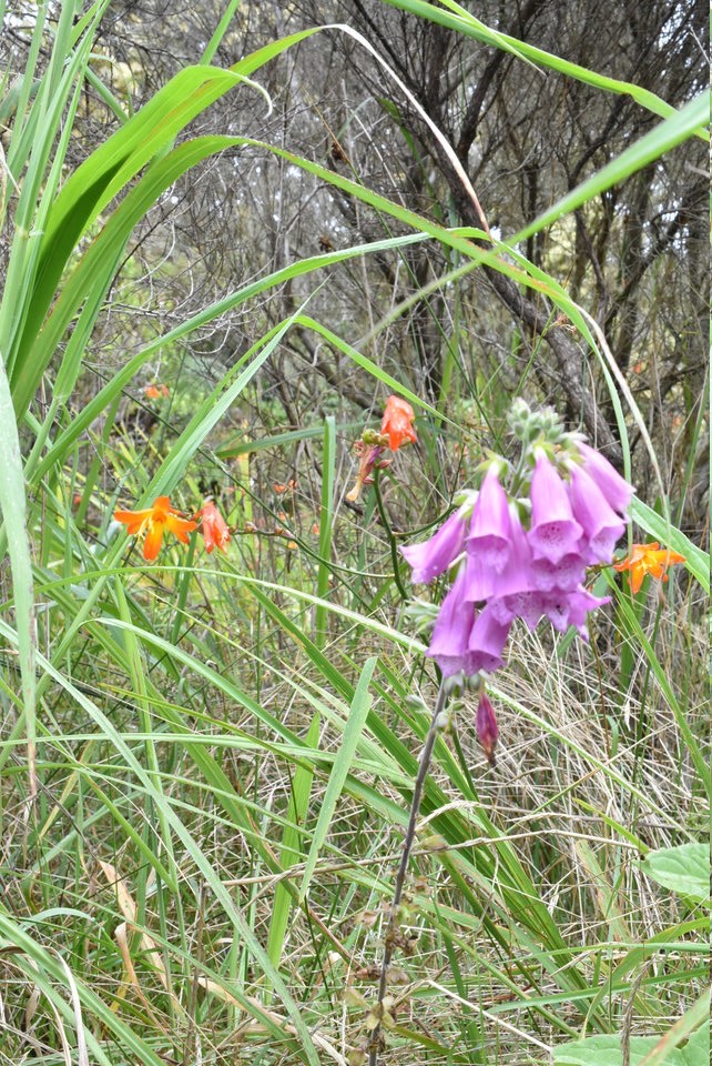 Digitalis purpurea - Digitale - PLANTAGINACEAE - EE ; Crocosmia X crocosmiiflora - Montbretia - IRIDACEAE - EE - MB2_1008